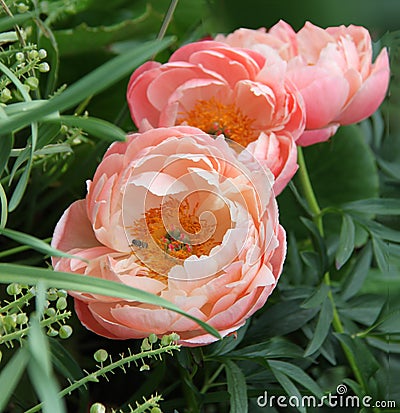 Peony flowers, Peonies in nature, garden. Orange, salmon color - Stock Photo