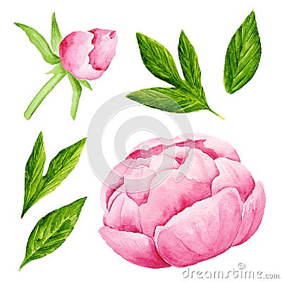 Peony flowers. Watercolor illustration Stock Photo