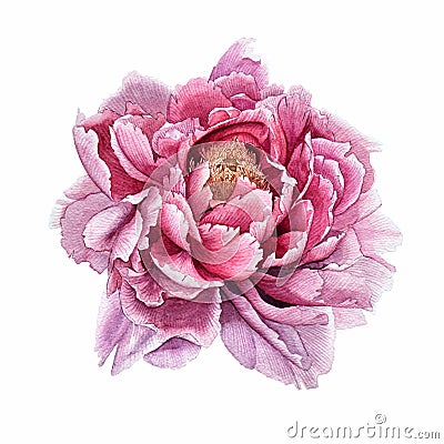 Peony Stock Photo