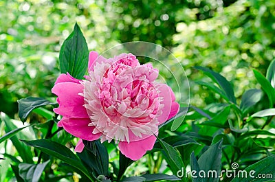 Peony in a garden Stock Photo