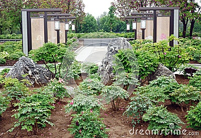 Peony garden scenery in the park. Editorial Stock Photo