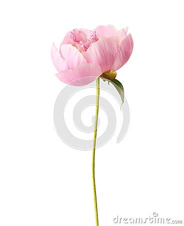 Peony Stock Photo