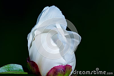 Peony opening in the morning Stock Photo
