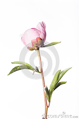 Peony Opening Up on White Stock Photo