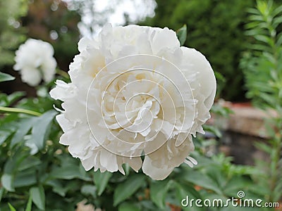 Peony or Paeonia Lactiflora. Duchesse de Nemours Stock Photo