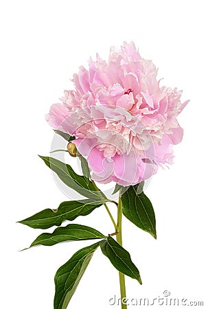 Peony Paeonia lactiflora Stock Photo