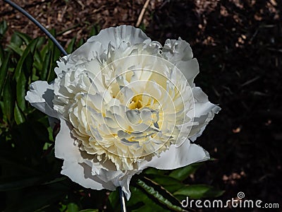 Peony (Paeonia lactiflora) 'Mademoiselle Jeanne Riviere' blooming with white and pink flowers Stock Photo