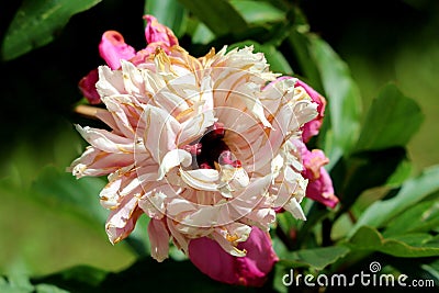 Peony or Paeony herbaceous perennial flowering plant with single fully open blooming densely layered white and light pink flower Stock Photo