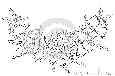 Peony rose laurel foliage garland black white Vector Illustration