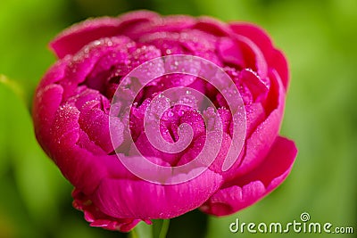 Peony rose renaissance after rain close-up. Red Spring Flower. Peony close-up. Stock Photo