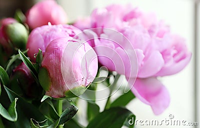 Close shot of blooming pink peony flowers and buds. Stock Photo