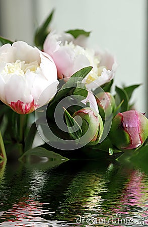 Close shot of white peony flowers blooming on the water. Stock Photo