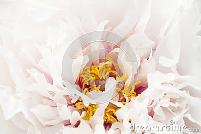 Peony Stock Photo