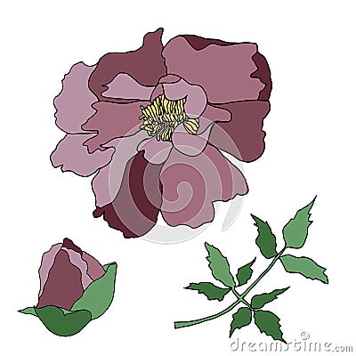 Peony tree hand drawn colorful sketch. Flower thin outline design element Vector Illustration