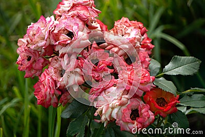 Peony tree peony in the Park red gerbera fresh Stock Photo