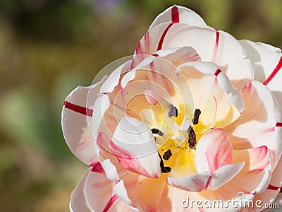 Peony- unusual tulip Stock Photo