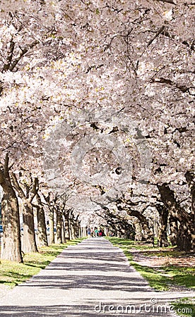 People on alley under blossoming cherry trees Editorial Stock Photo