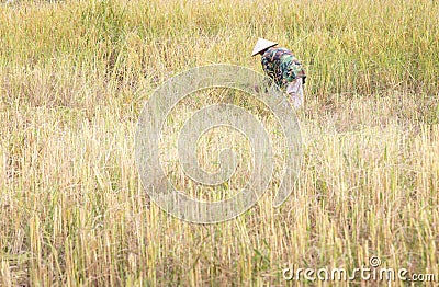 People asian farmer Harvest of the rice field in season harvest Editorial Stock Photo