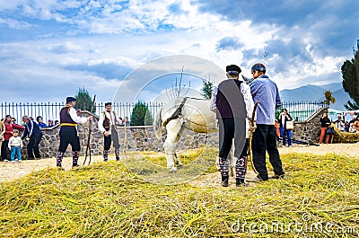 People dressed in old ethno clothes at manual rice harvesting manifestation using horse Editorial Stock Photo