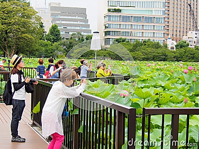 People enjoy taking photograph at lotus pond in Ueno park Editorial Stock Photo