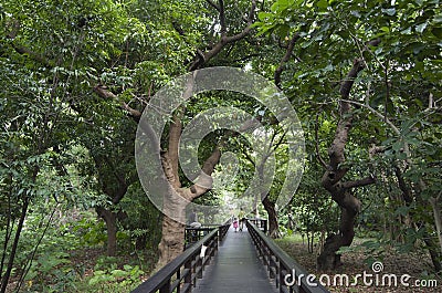 Botanical garden boardwalk trail Taipei taiwan Editorial Stock Photo
