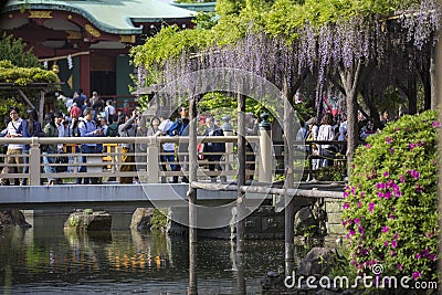 Tokyo, Japan May 3 ,2019 : people are enjoyed watching fuji flowers festival in tokyo Editorial Stock Photo