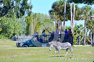 People enjoying a safari tour, observing a giraffe. In foreground we see a zebra at Tampa Bay. Editorial Stock Photo