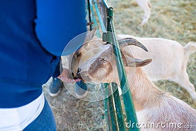 People on a farm feeding goats in a barn Stock Photo