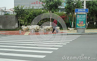 people farm sheep in the city. Sheep walk on the street. Editorial Stock Photo