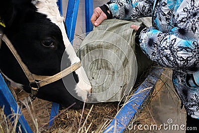 People farm worker cattle rancher feeds hay to cows in the stall Stock Photo