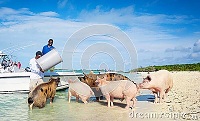 People Feeding Feral Exuma Pigs Editorial Stock Photo