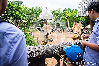People feeding food to giraffes in Dusit Zoo Editorial Stock Photo