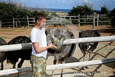 People feeding ostrich Editorial Stock Photo