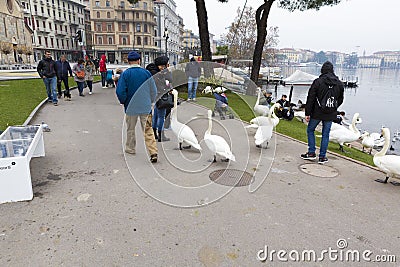 People feeding and playing with swans Stock Photo