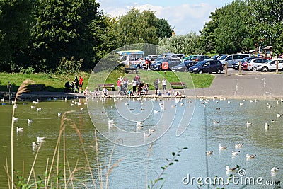 People feeding seagulls on lake in park Editorial Stock Photo