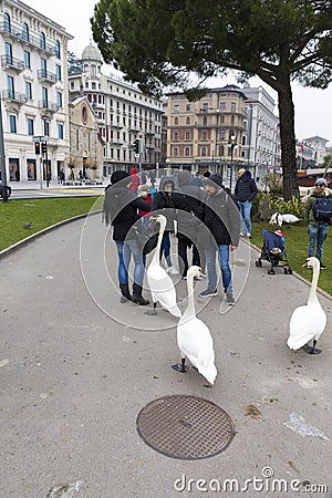 People feeding swans with bread Editorial Stock Photo