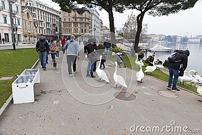 People feeding swans with bread Editorial Stock Photo