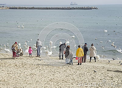 People feeding swans on the seashore Editorial Stock Photo