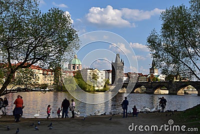 People feeding the swans on Vltava river bank Editorial Stock Photo