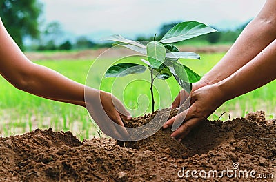 people hand helping plant the tree working together in farm concept save world Stock Photo