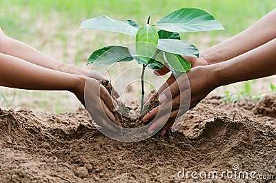 people hand helping plant the tree working together in farm concept save world Stock Photo