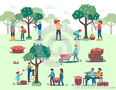 People harvesting, picking apples in farm garden vector illustration, cartoon flat farmer worker characters harvest fall Vector Illustration