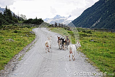 People hiking in the Krimml Achental valley Editorial Stock Photo