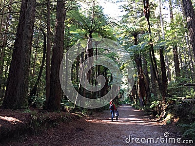 People hiks in Giant Redwoods forests in Rotorua New Zealand Stock Photo