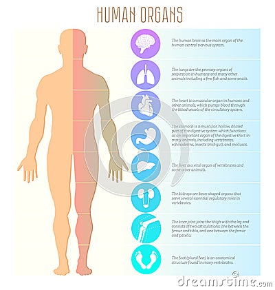 People and human organs, brain, lungs, heart, stomach, liver, kidneys, knee, joint and foot. Medical, health and healthcare vector Vector Illustration