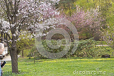 People in Japanese city park adore first blooming sakura tree. Editorial Stock Photo