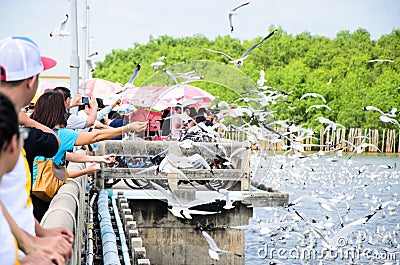 Bangpu, Thailand : People looking seagull. Editorial Stock Photo