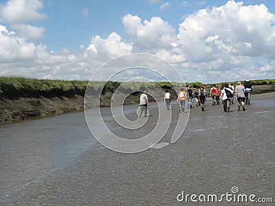 People are mudflat hiking in a salt marsh in summer Editorial Stock Photo