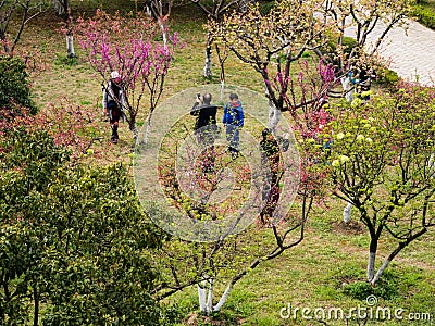People photographing plum trees Editorial Stock Photo