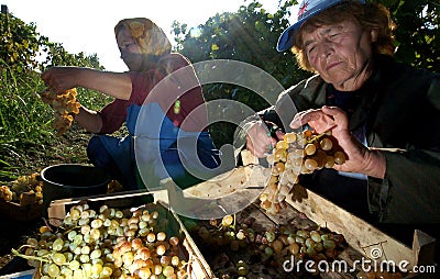 People picking grapes in Plovdiv Editorial Stock Photo